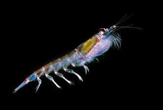 Antarctic Krill (Photo: Uwe Kils, Wikimedia Commons)